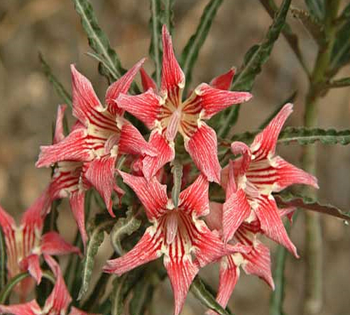 "Somalense Var. Crispum"